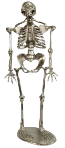 Skeleton H155cm